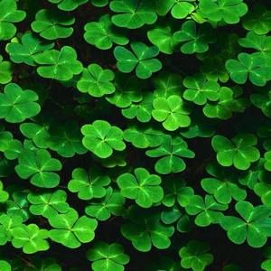 Meet your Posher, Melody